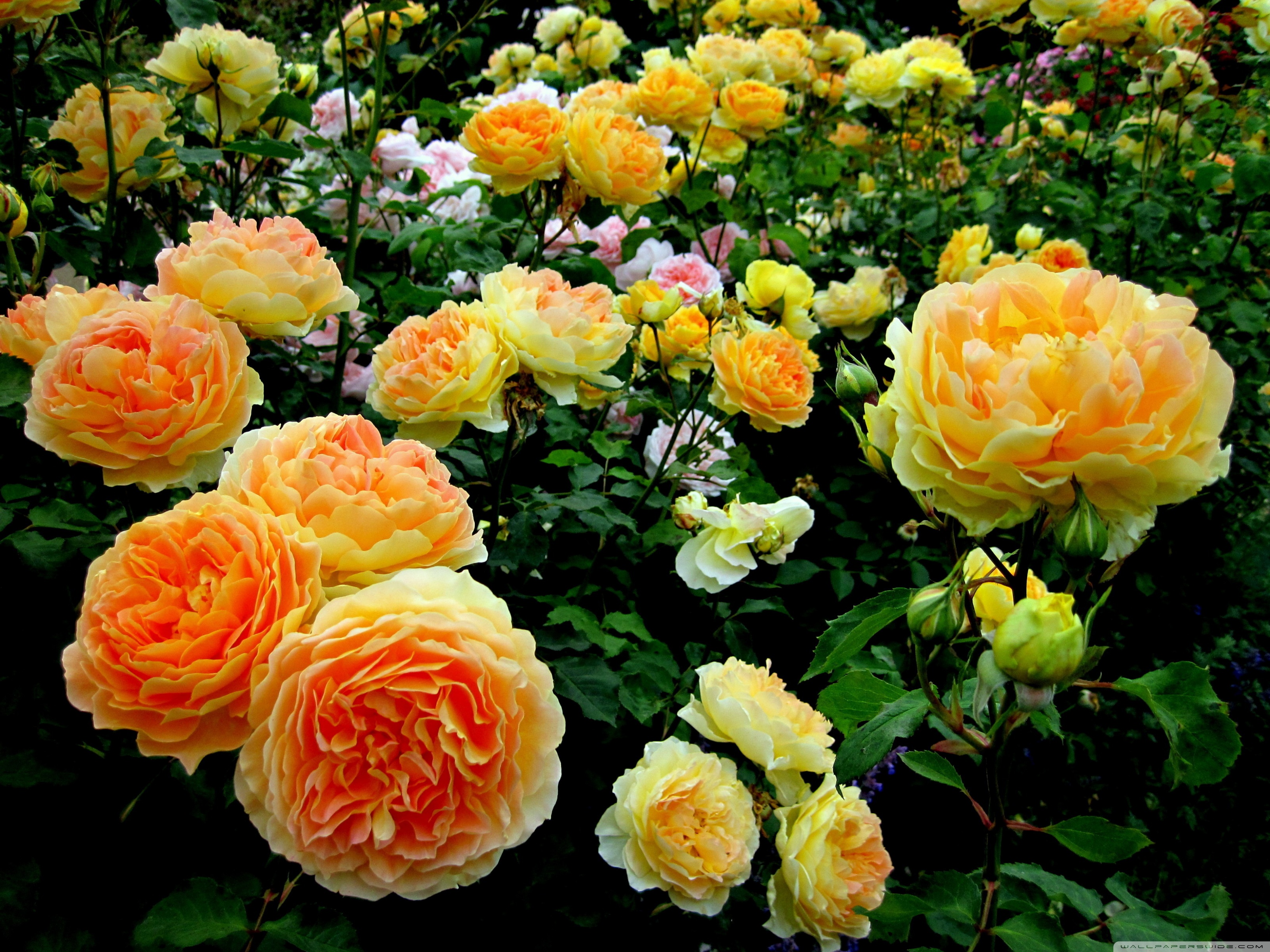 Nice Rose Flower Garden - HD Wallpaper 