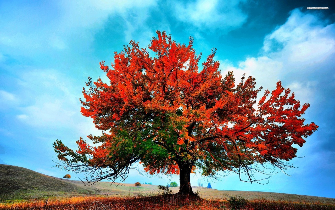 Beautiful Red Autumn Tree Wallpapers - Beautiful Autumn Tree - HD Wallpaper 