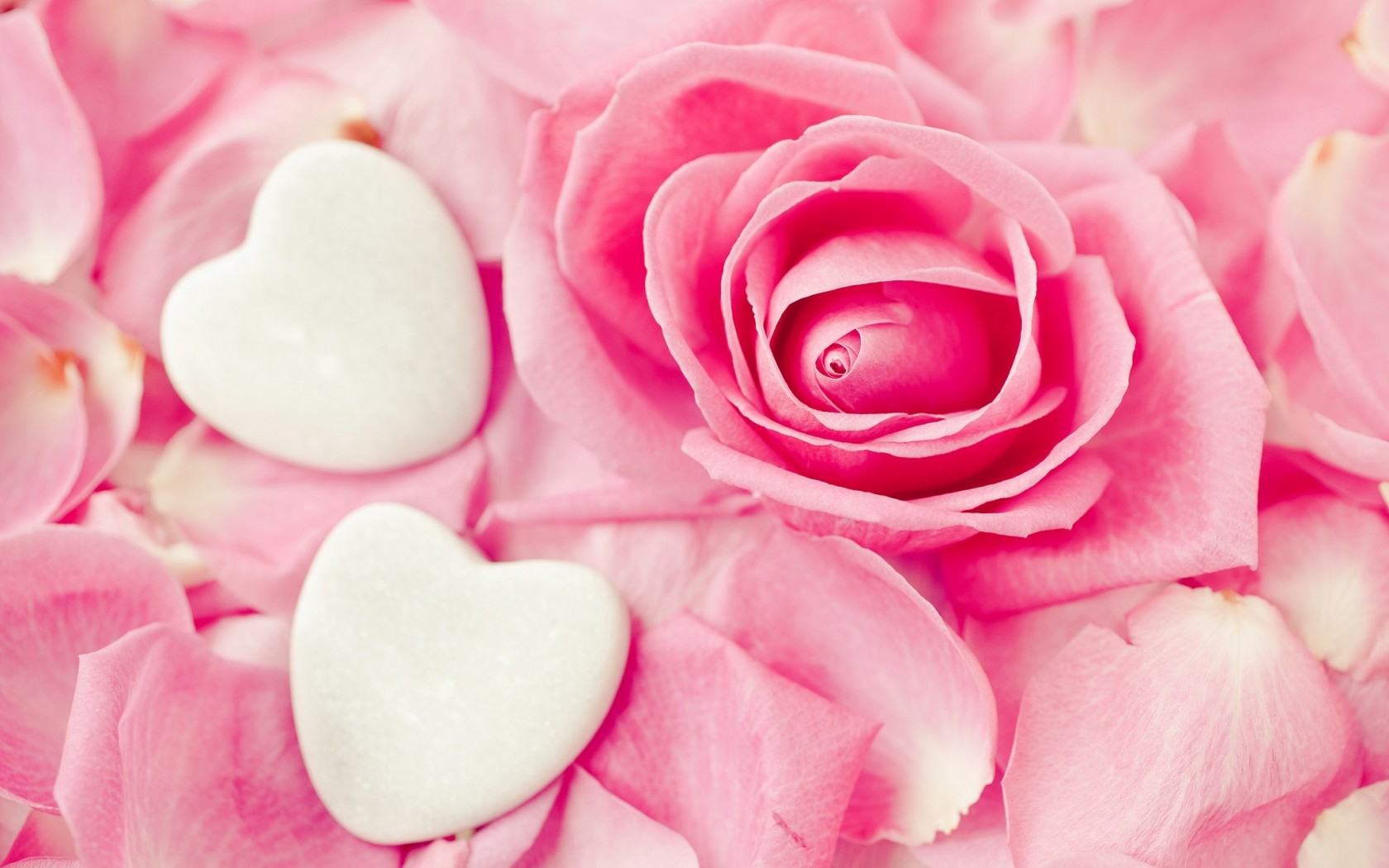 Pink Roses Wallpaper - HD Wallpaper 