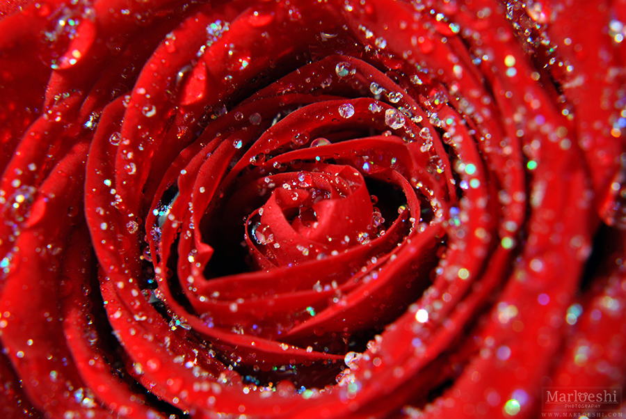 Red Rose 1080p - HD Wallpaper 