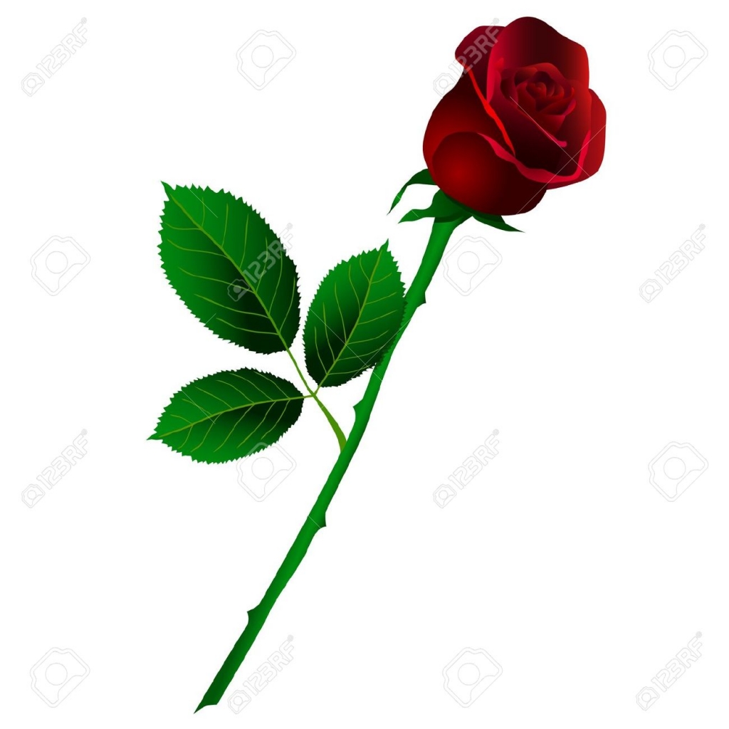Red Rose Clipart Dark Red - Rose On A Stem - HD Wallpaper 