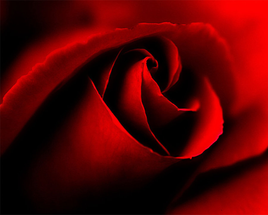 Blood Rose Wallpaper Hd - HD Wallpaper 
