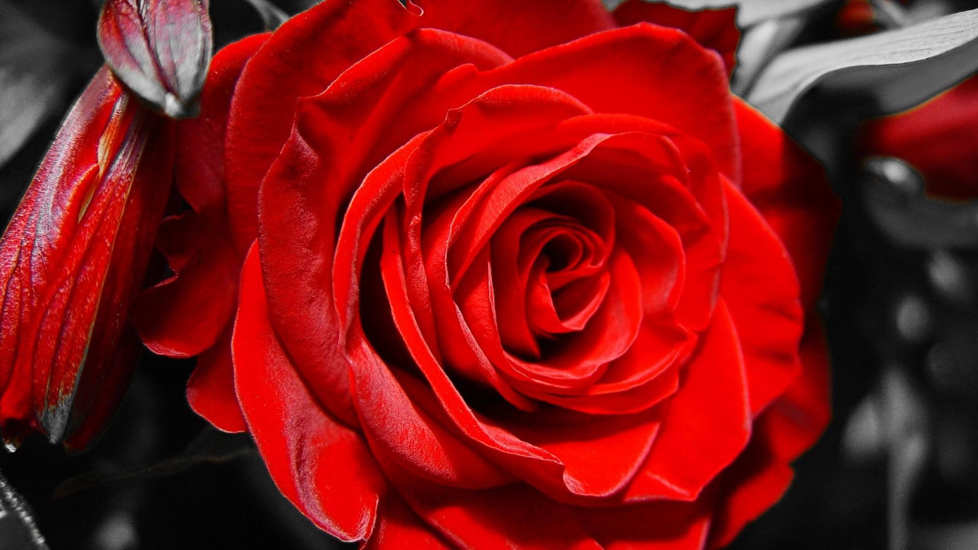 Download Black And White Red Rose Wallpaper 
 Data-src - Rosa Roja En Terciopelo - HD Wallpaper 