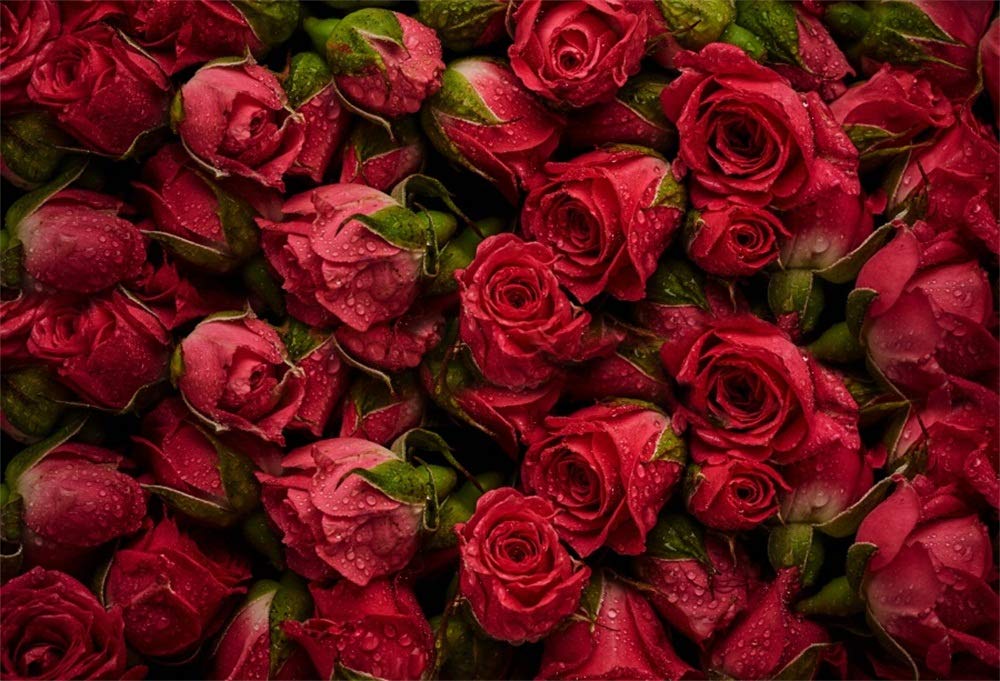 Background Roses Red - HD Wallpaper 