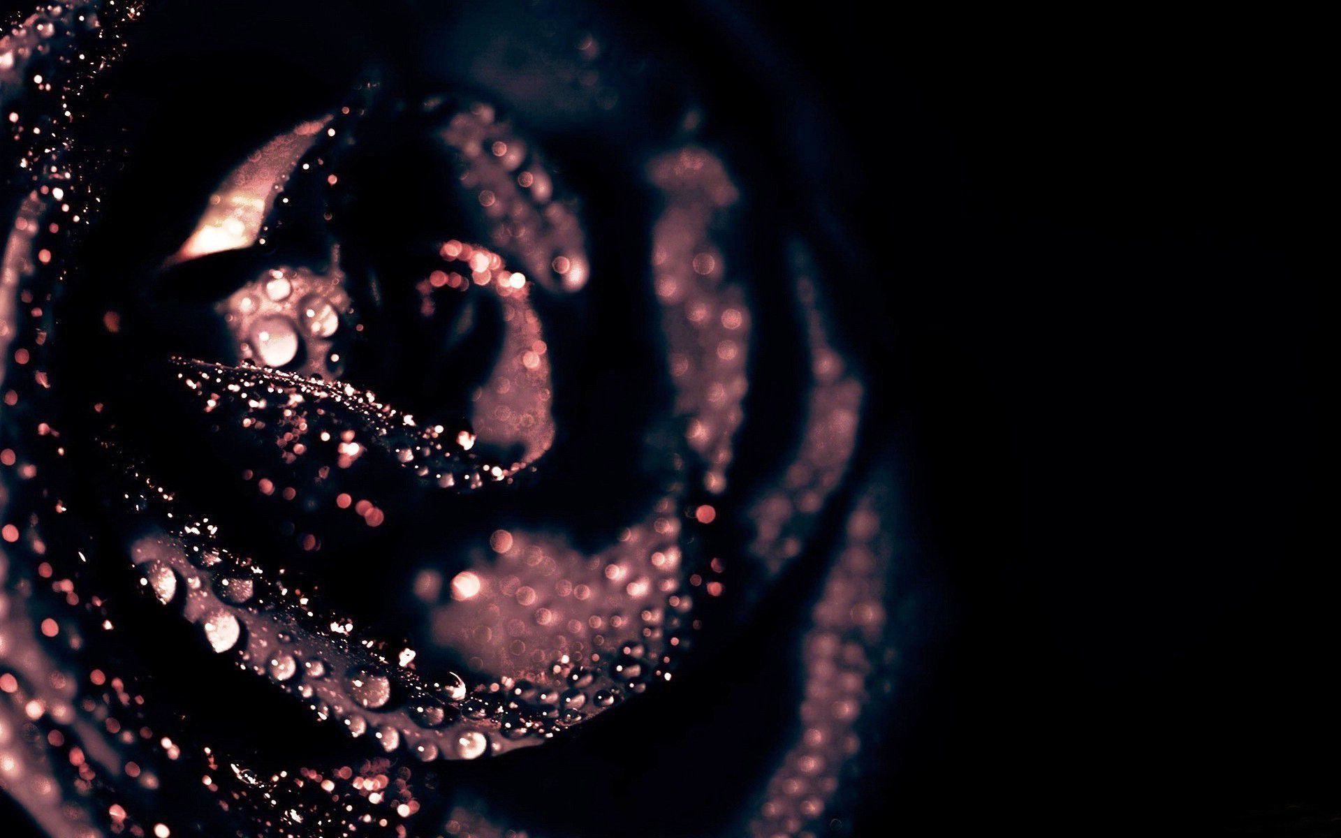 Dark Rose - Roses Backgrounds Black And Pink - HD Wallpaper 