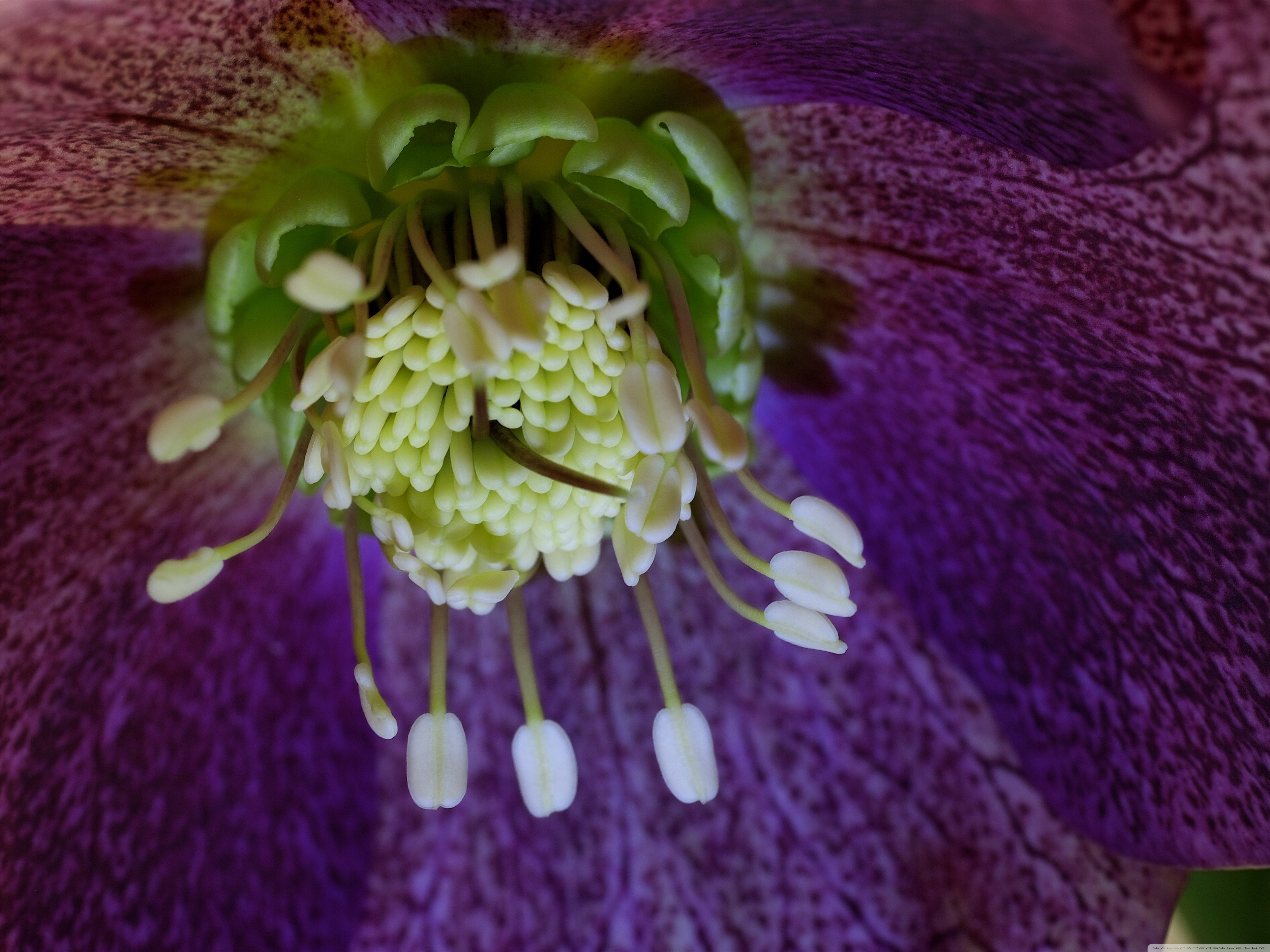 Passion Flower - HD Wallpaper 