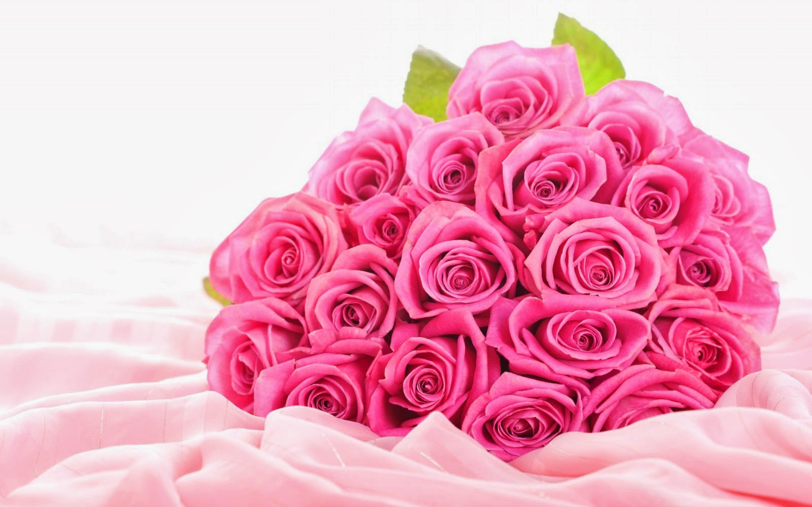 Pink Rose Image Gallery - HD Wallpaper 