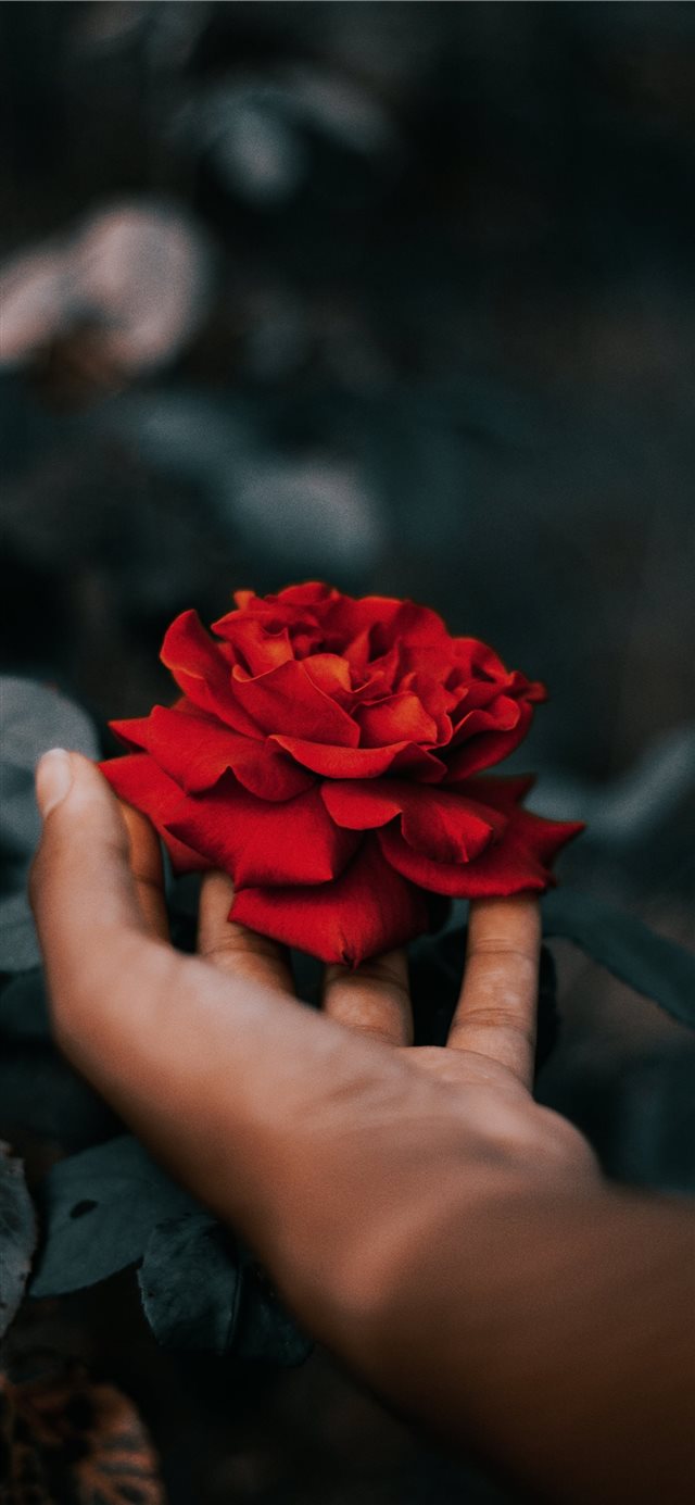 Rose Iphone X Wallpaper - Rose Flowers Wallpaper For Iphone - HD Wallpaper 