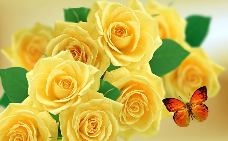 Yellow Rose Background Hd - HD Wallpaper 