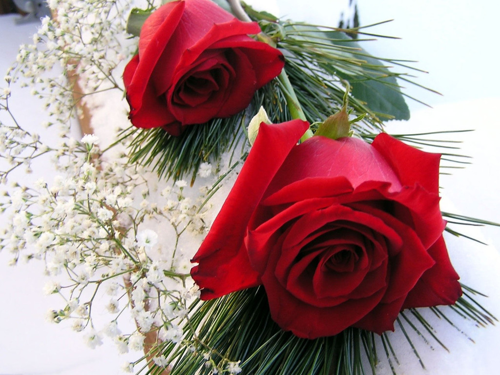 Red Roses Love Wallpapers And Backgrounds Seen On Www - Roses Most Beautiful Flowers - HD Wallpaper 