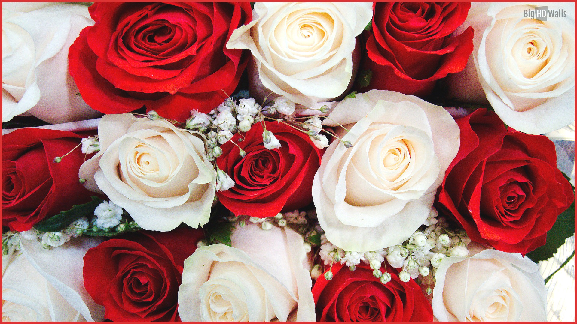 Flowers Roses Wallpapers White Rose Wallpaper Wedding - Beautiful Red And  White Flowers - 1920x1080 Wallpaper 