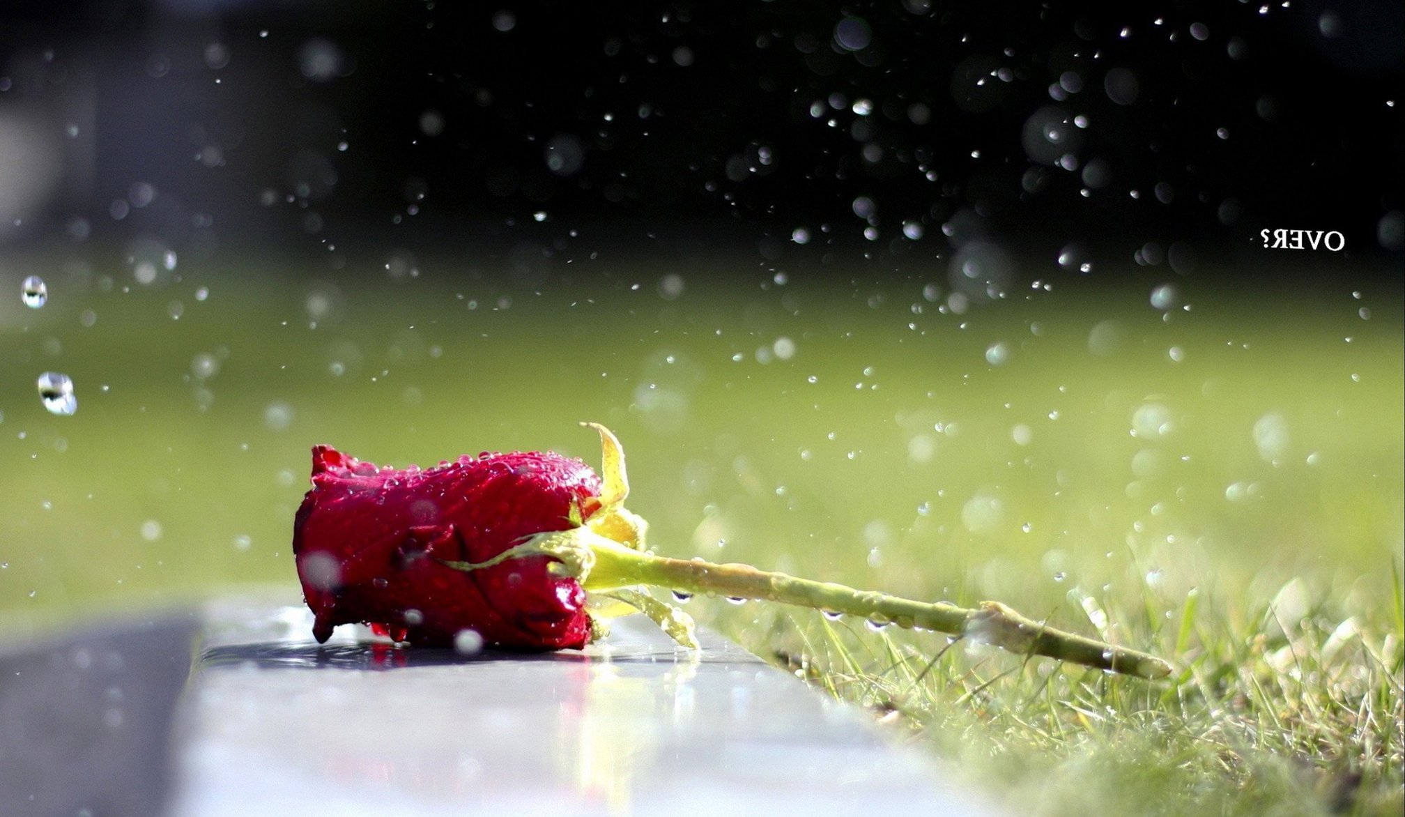 Hd Single Rose Images In Hd - HD Wallpaper 