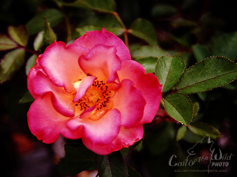 Old Fashioned Single Rose - HD Wallpaper 