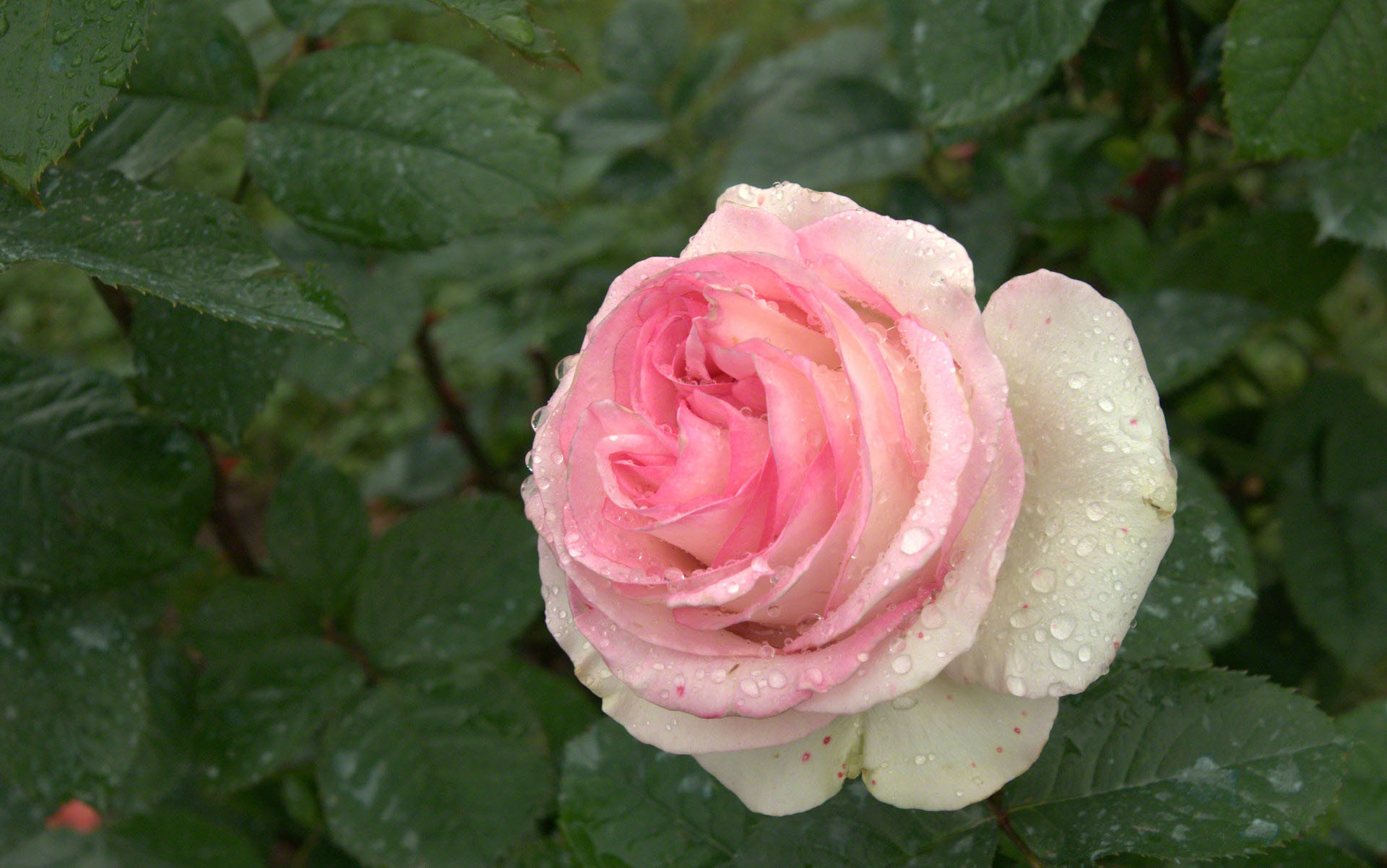 Raindrop Rose Wallpaper 
 Data-src /w/full/4/1/1/540190 - Wallpaper - HD Wallpaper 