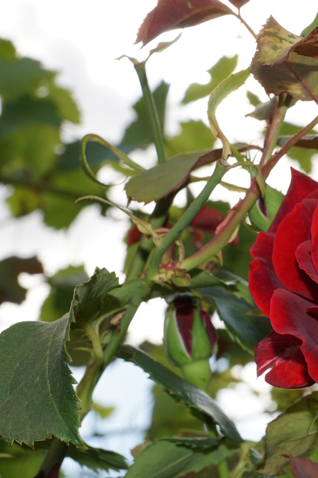 Tea Rose, Flower, Rose, Red, Nature, Love, Loyalty - Rose - HD Wallpaper 