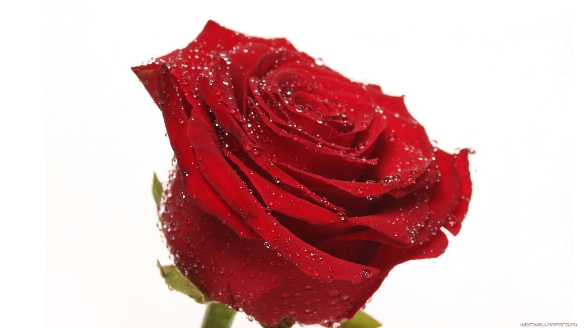 Single Red Roses Wallpaper - Rose Flowes - HD Wallpaper 