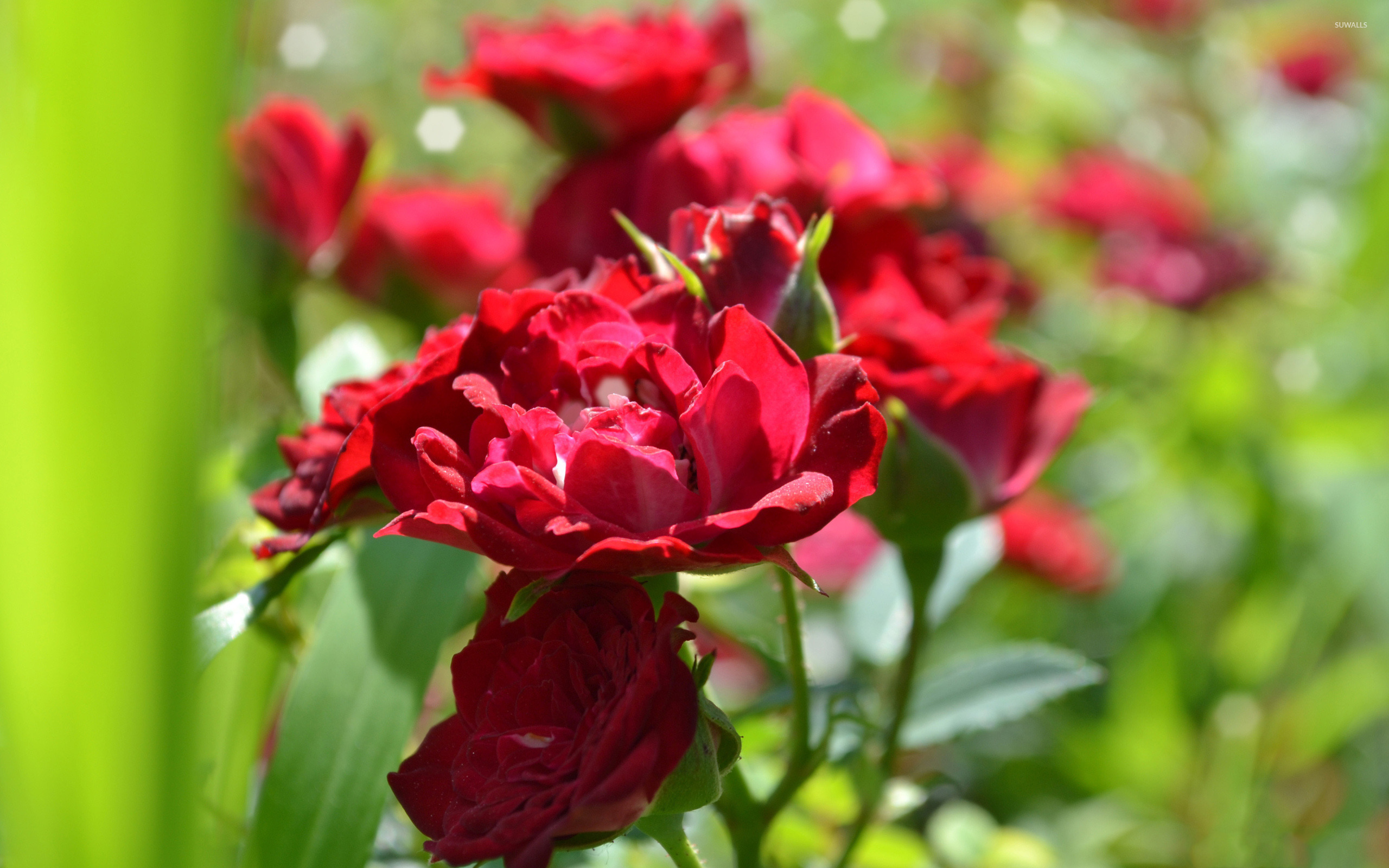 Garden Roses - HD Wallpaper 