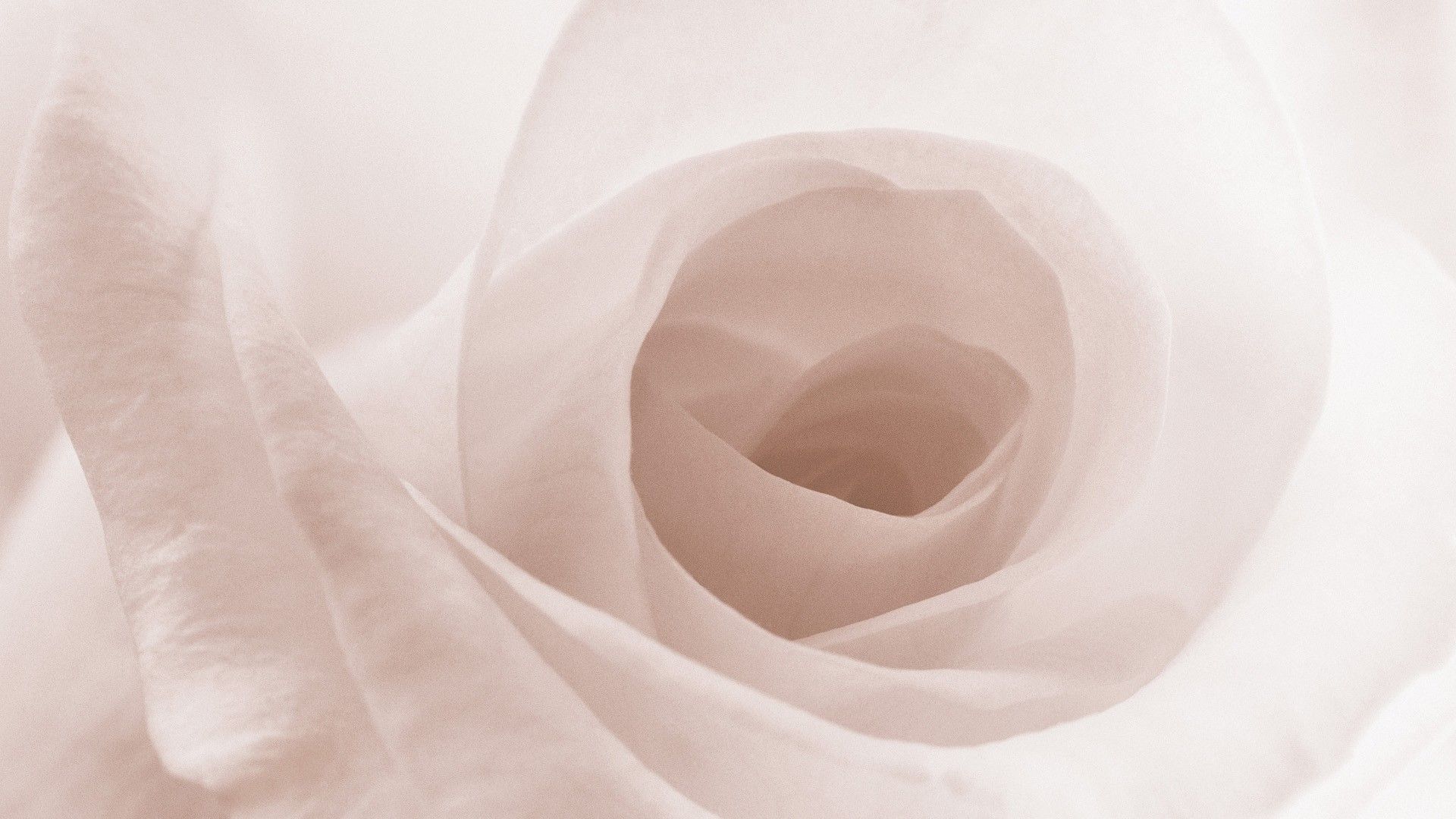 Garden Roses - HD Wallpaper 