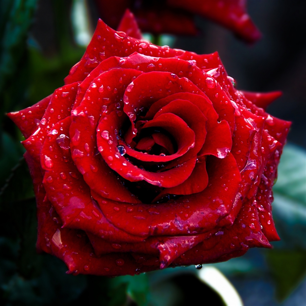 Red Rose Macro Shoot Ipad Air Wallpaper - All Rose Image Download - HD Wallpaper 