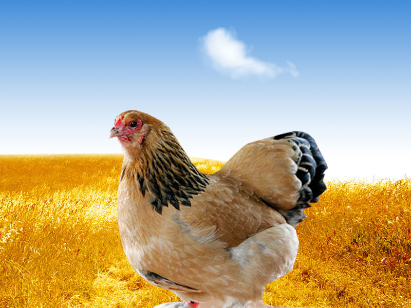 Hen - Buff Chicken Breeds - HD Wallpaper 