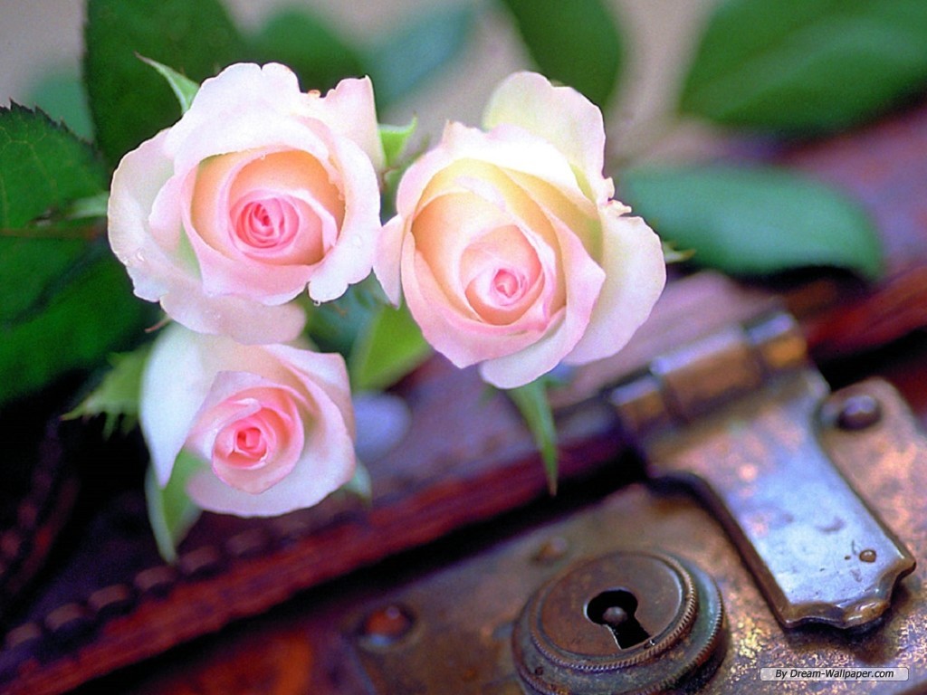 Free Flower Wallpaper - احلى صور آلورد - HD Wallpaper 