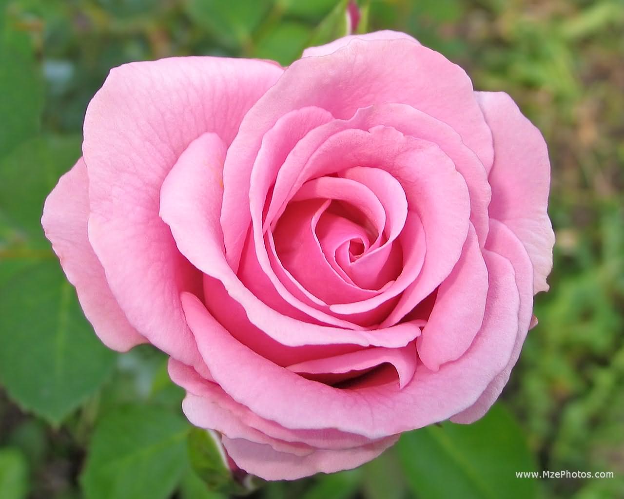 Natural Pink Rose - Pink Rose - HD Wallpaper 