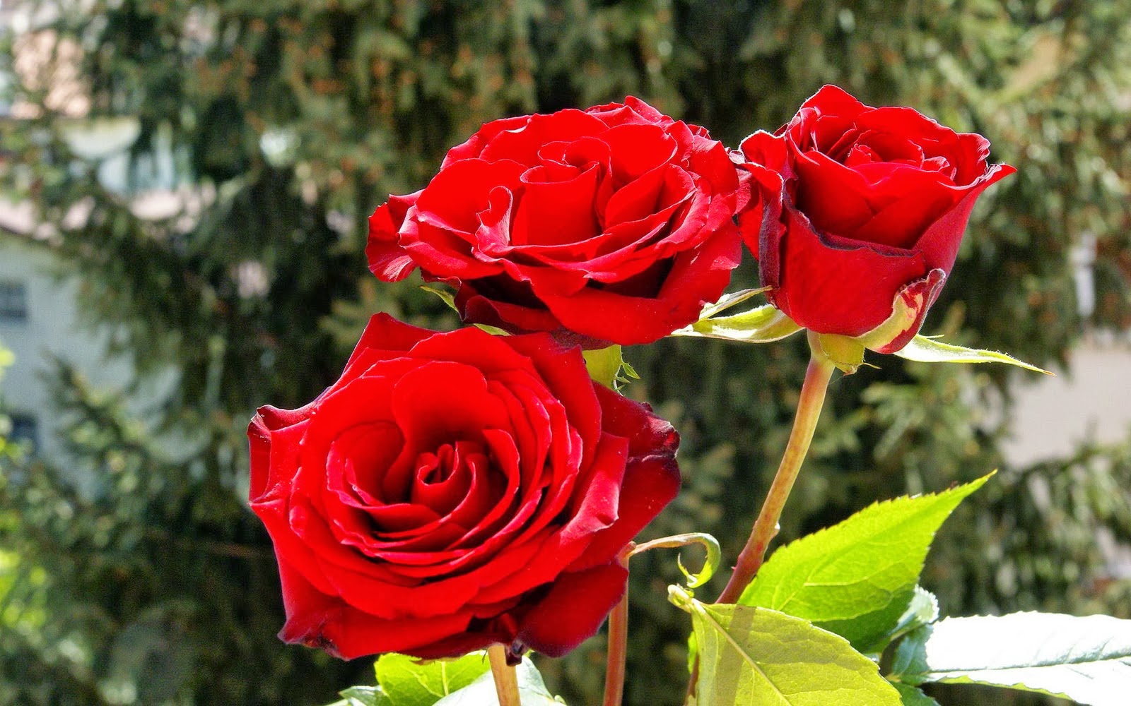 Red Gulab - 1600x1000 Wallpaper Red Gulab - 1600x1000 Wallpaper