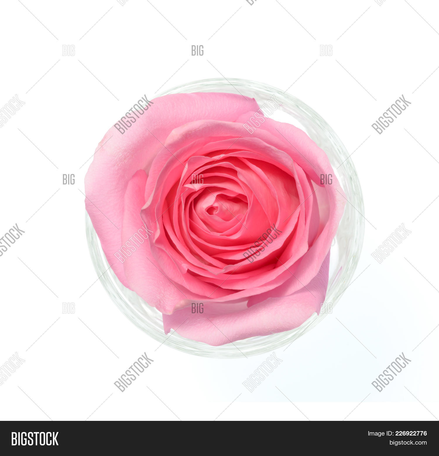 Rose Pink Single Close Up - HD Wallpaper 