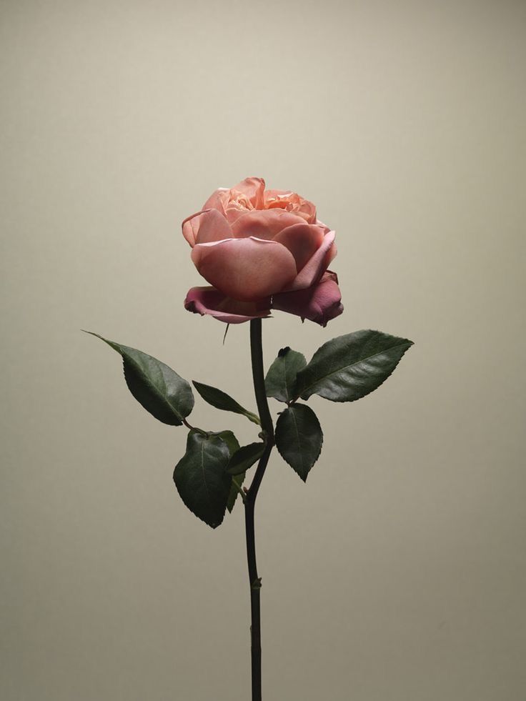 Pink Rose - HD Wallpaper 