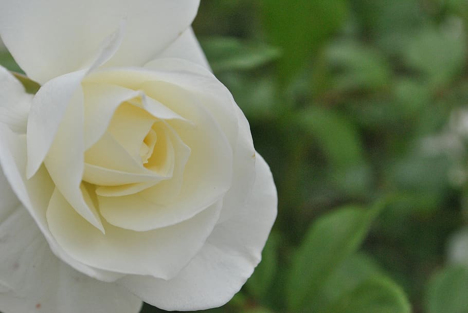 Rose, White Roses, Flower Garden, Beautiful, Flowers, - Floribunda - HD Wallpaper 