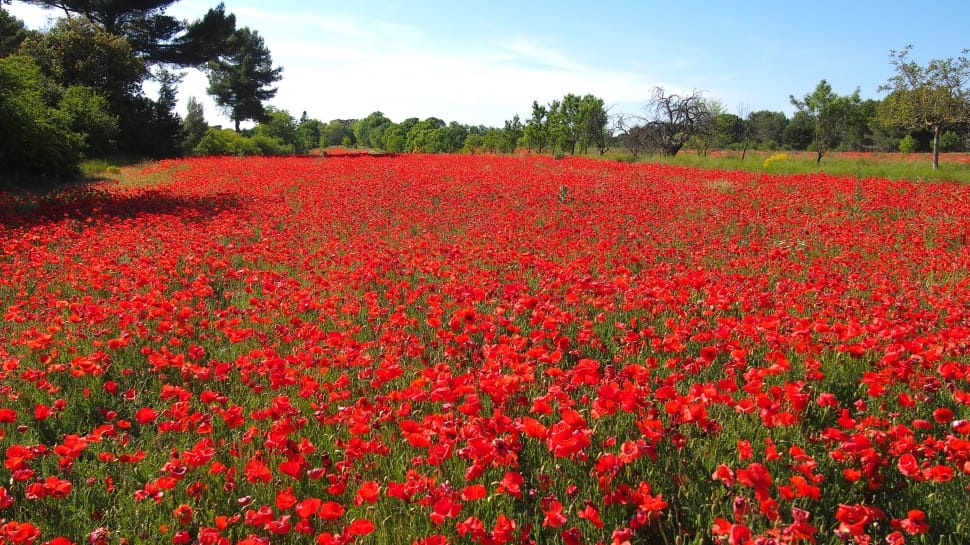 Red Flower Garden Preview - Do Poppy Fields Look Like - HD Wallpaper 