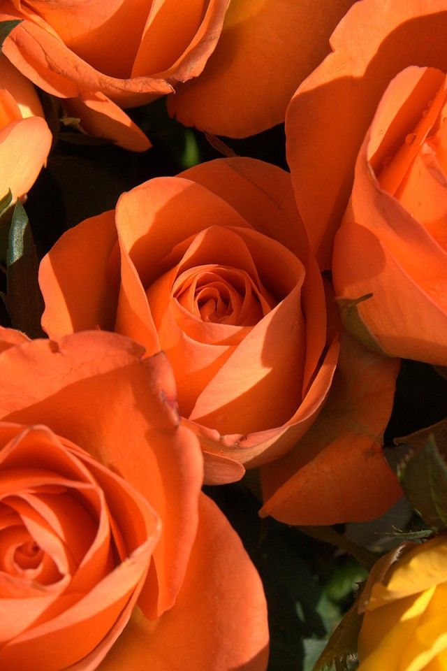 Phone Pink Rose Rose Wallpapers For Mobile - HD Wallpaper 