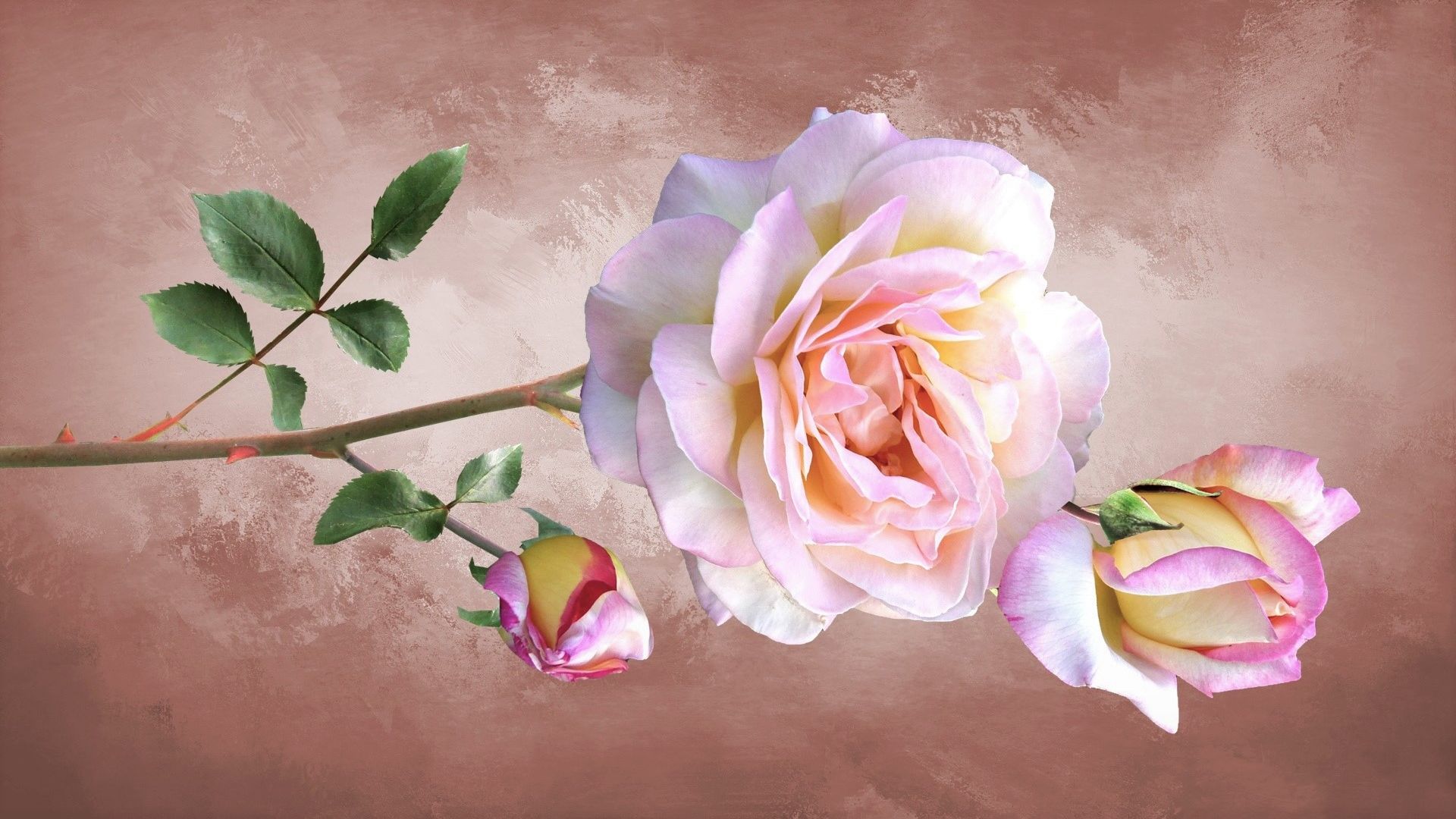 Hd Wallpaper Roses - HD Wallpaper 