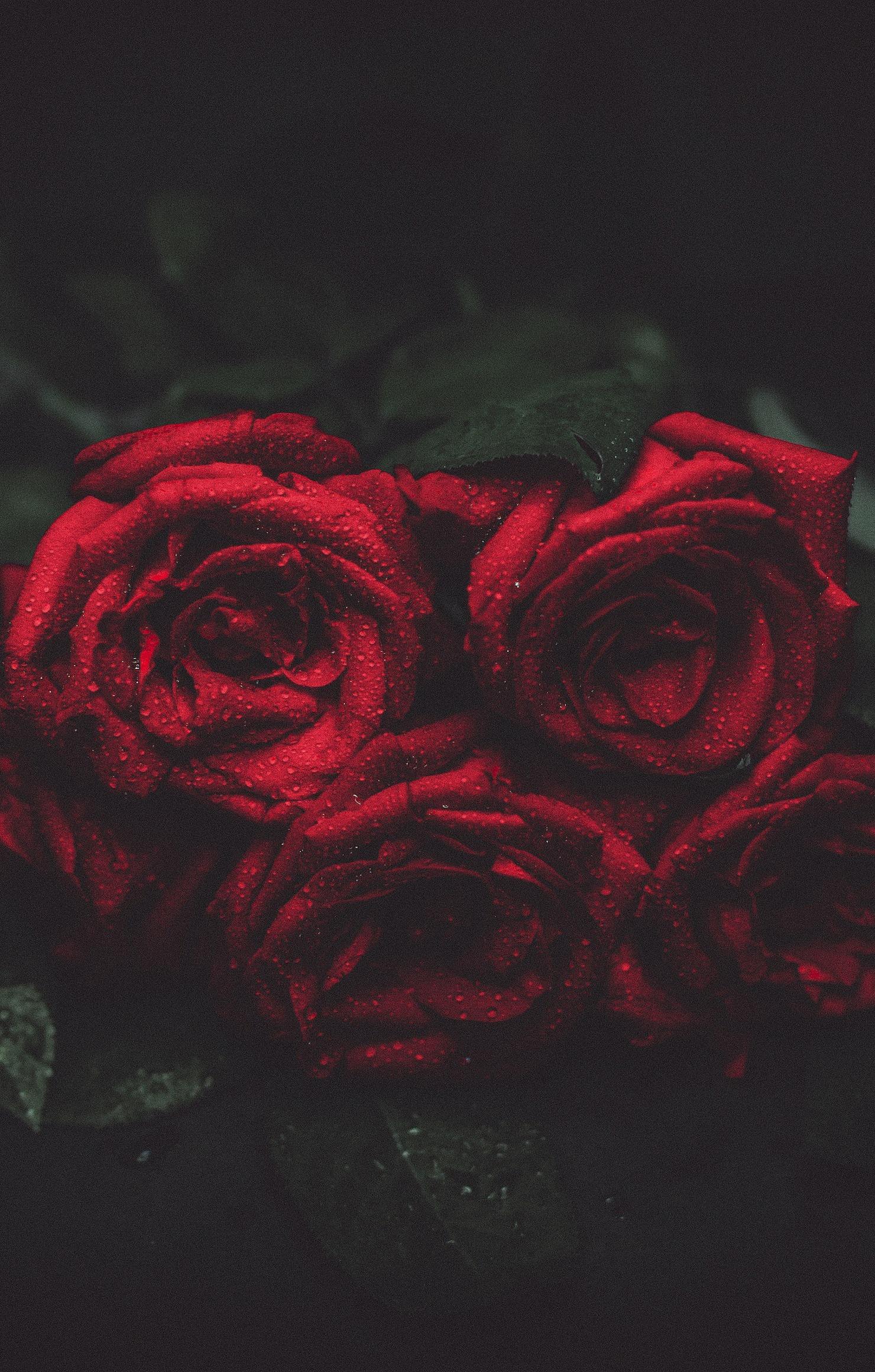 Roses Red Drops Macro Photo Wallpapers Retina - Cool Backgrounds Of Roses -  1480x2320 Wallpaper 