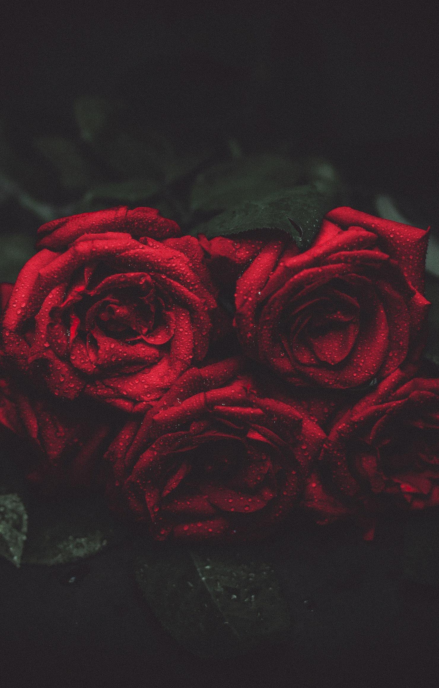 Roses Red Drops Macro Photo Wallpapers Retina - Cool Backgrounds Of Roses - HD Wallpaper 