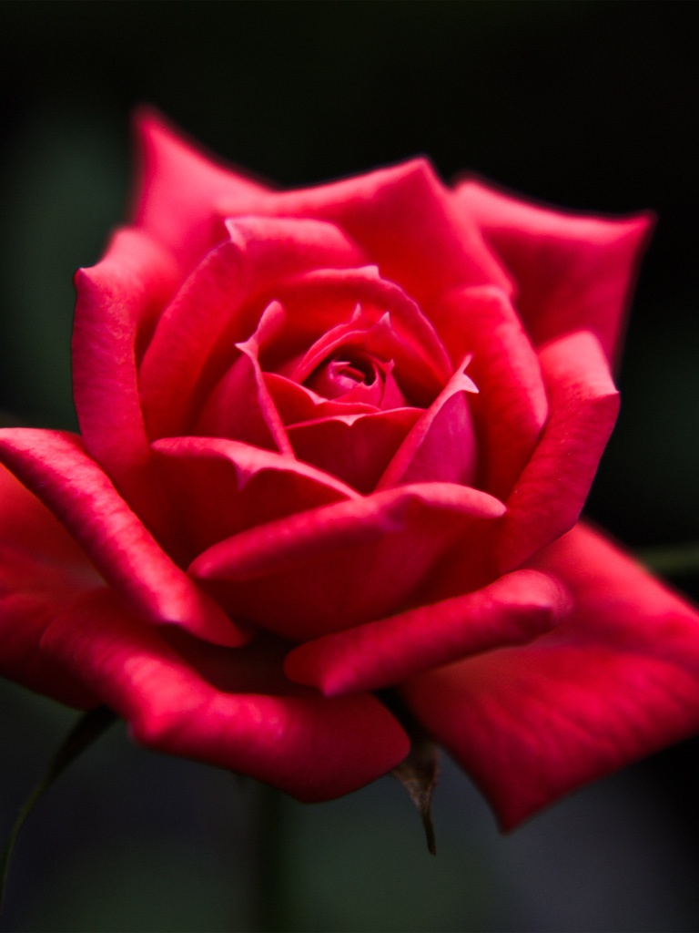 Rose In Portrait Mode - 768x1024 Wallpaper Rose In Portrait Mode - 768x1024 Wallpaper