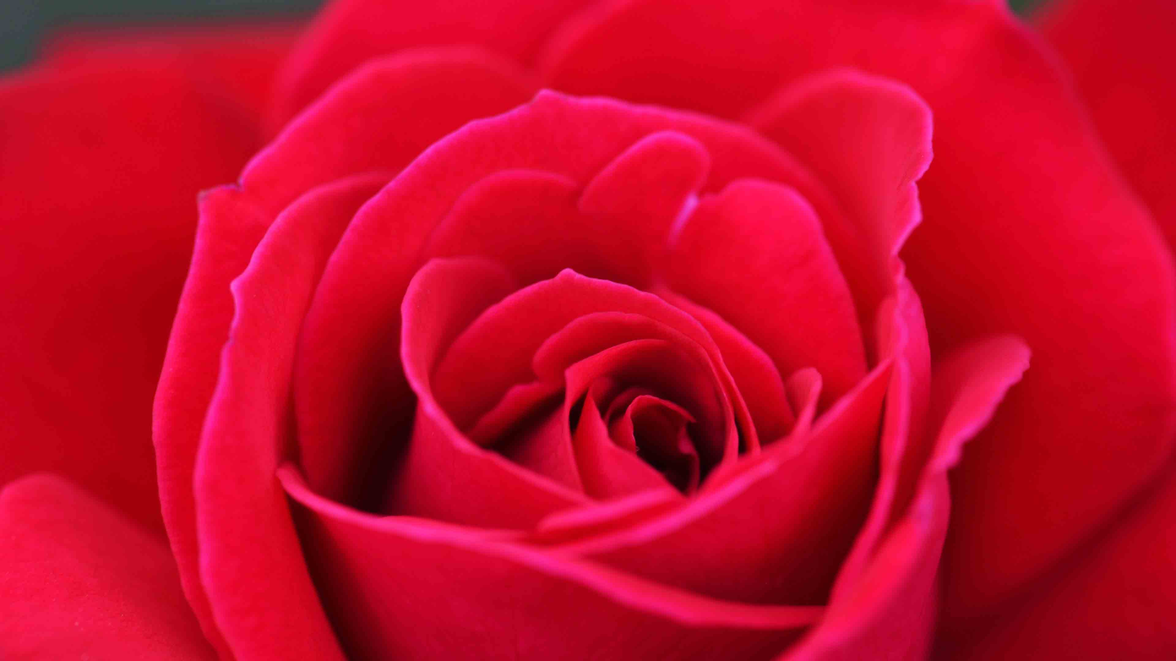 3d Red Roses Wallpaper - Floribunda - HD Wallpaper 