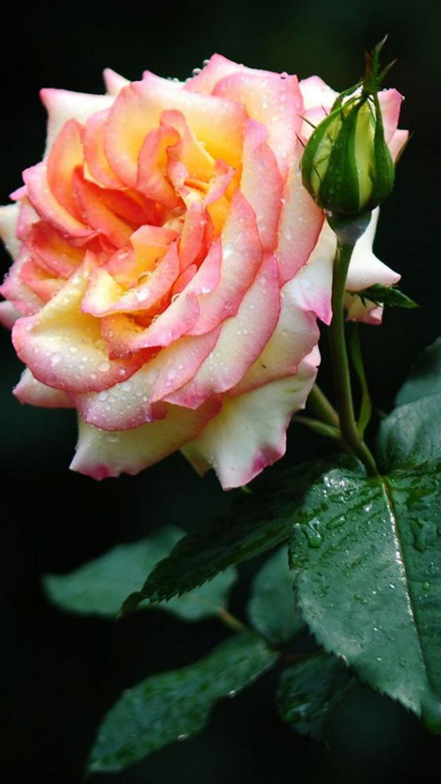 Bright Rose Flower Macro Iphone Wallpaper - Iphone Wallpaper Download Flowers Rose - HD Wallpaper 