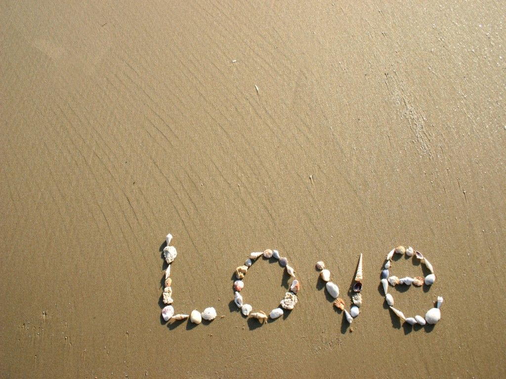 Seashells - HD Wallpaper 