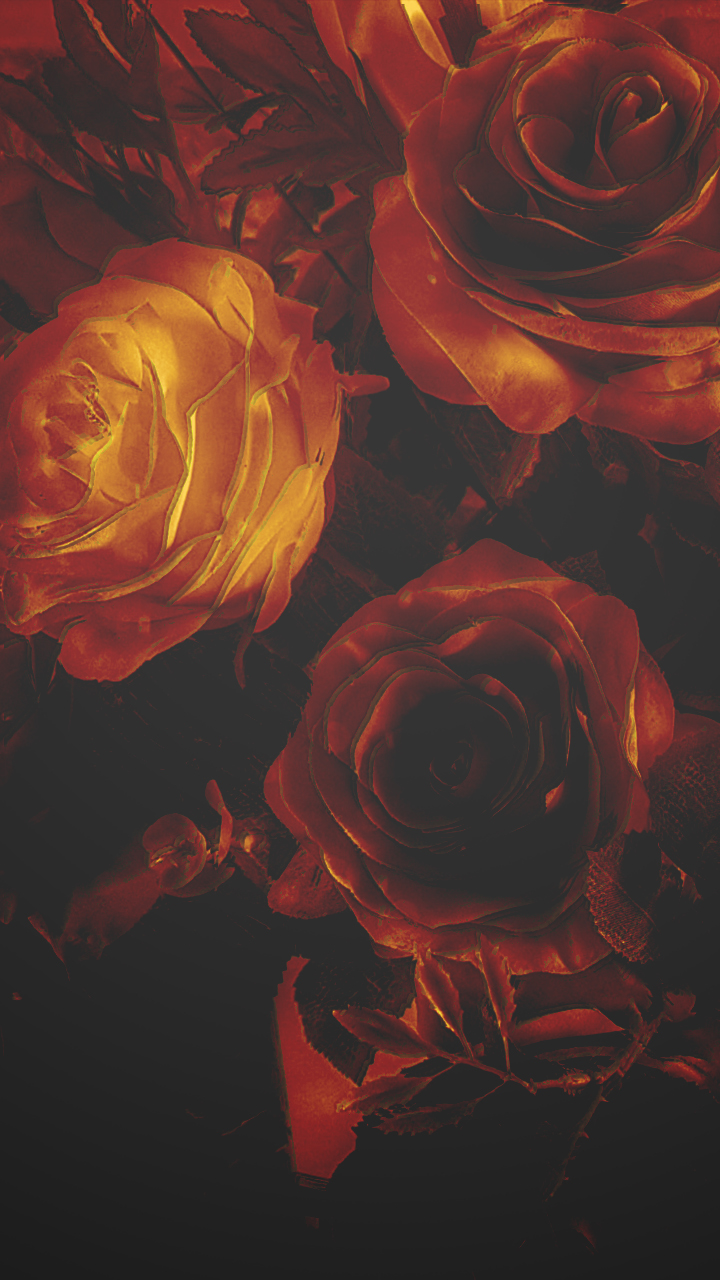 Garden Roses - HD Wallpaper 