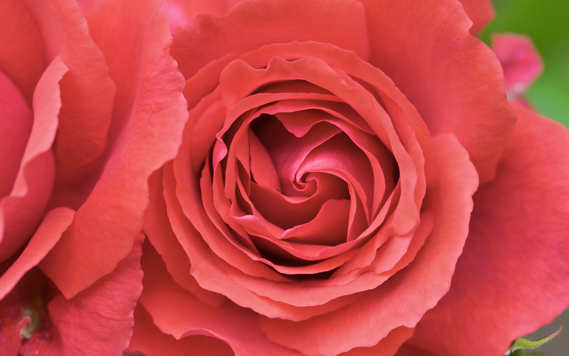 Wallpaper - HD Wallpaper 