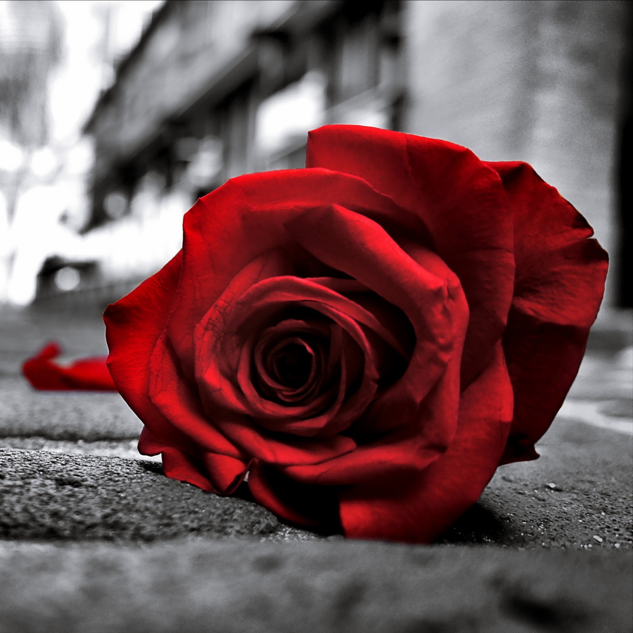Beautiful Red Rose - Alone Images No Copyright - HD Wallpaper 