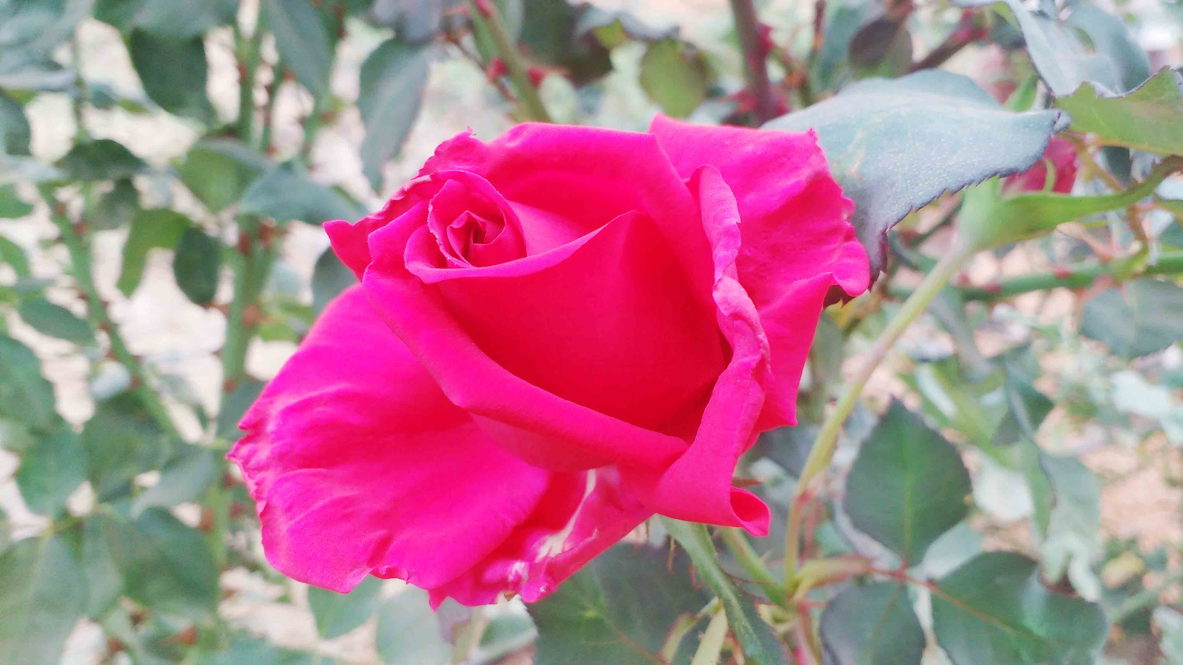 Garden Roses - HD Wallpaper 