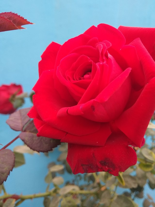 Garden Roses - HD Wallpaper 