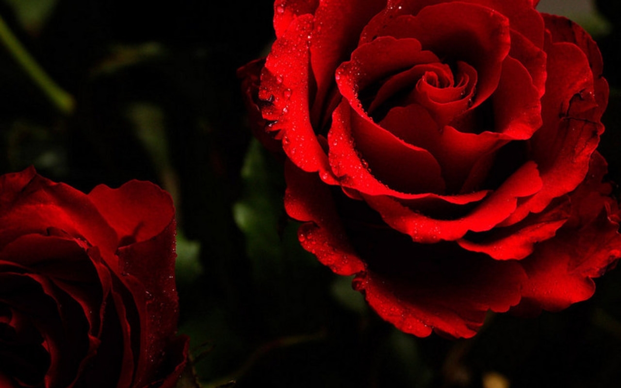Red, Red Rose - High Resolution Rose Flowers - HD Wallpaper 