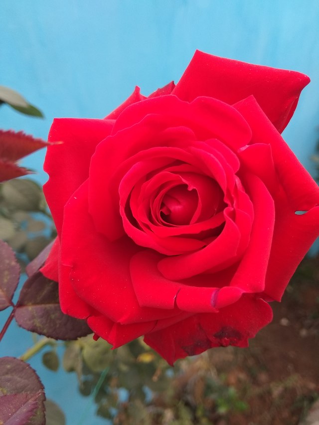 Garden Roses - HD Wallpaper 