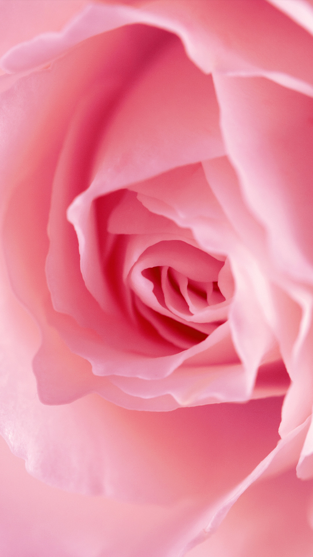1080x1920, Pink Rose Phone Wallpaper 
 Data Id 252405 - Full Hd Pink Rose - HD Wallpaper 
