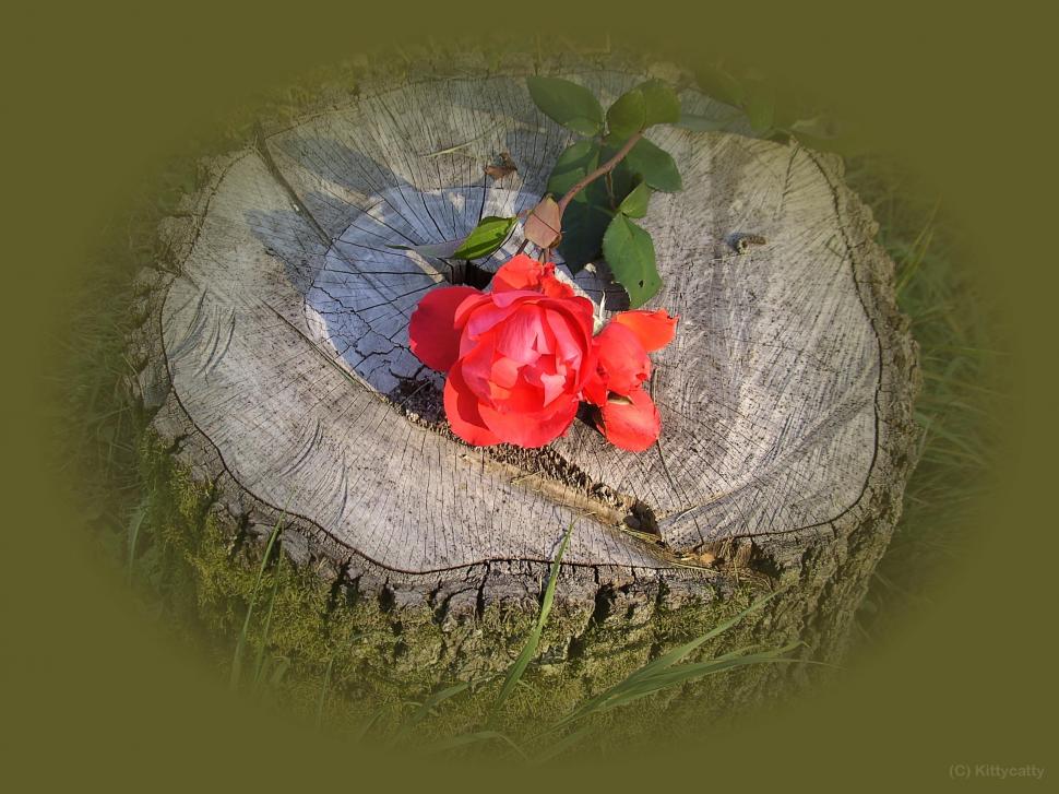 Single Rose Wallpaper,summer Hd Wallpaper,rose Hd Wallpaper,garden - Garden Roses - HD Wallpaper 