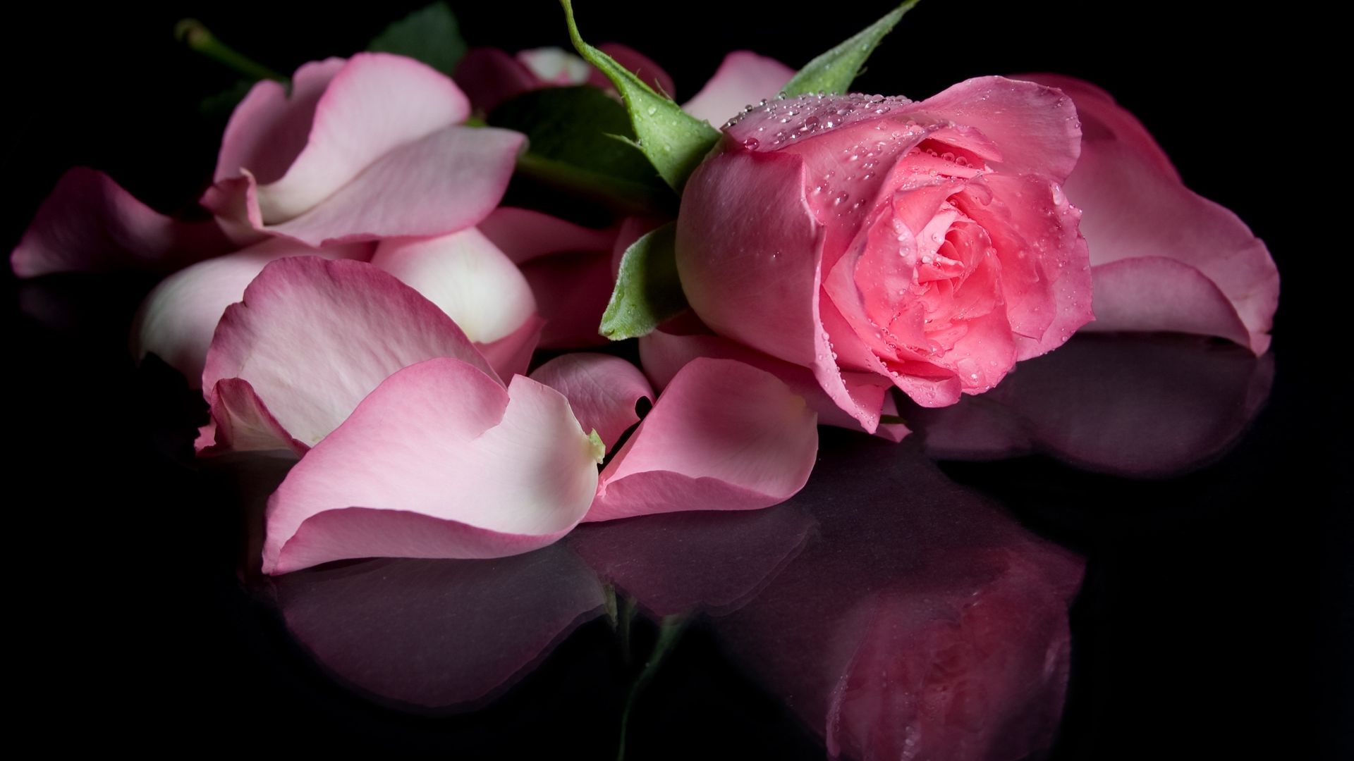 Rose Hd - Monday Quotes For Friends - HD Wallpaper 