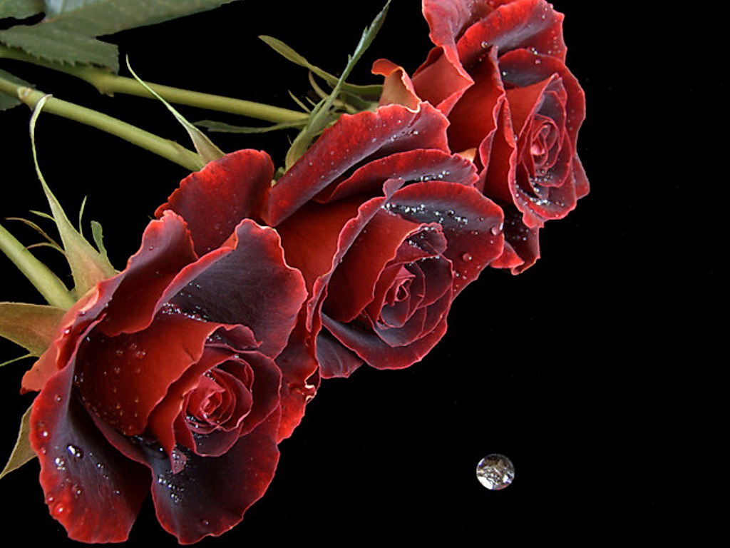 A Pretty Pink Rose With Water Drops
nature Wallpaper - Red Roses Pictures Romantic - HD Wallpaper 